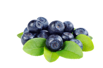 blueberry branch