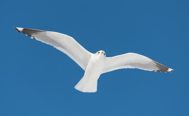 Obraz premium big white bird fly