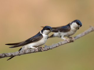 Common house martins