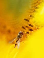 Schwebfliege hat einen Snack auf einer Sonnenblume