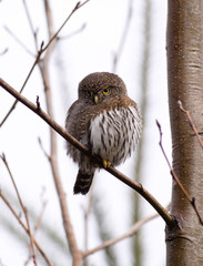 Pygmy Owl