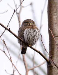 Pygmy Owl