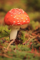 красный мухомор