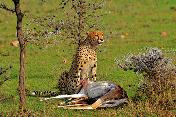 Cheetah Kill