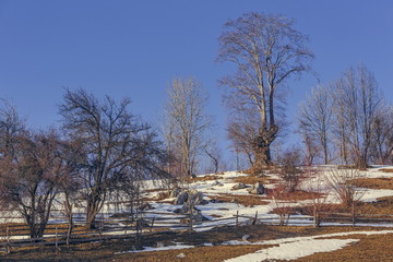 Fototapeta na wymiar Leafless trees landscape with melting snow
