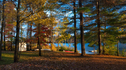 Strong late afternoon sunlight illuminates the woods.