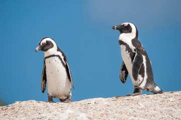 African penguins, also known as jackass penguins or black-footed