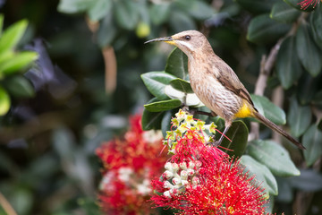 Cape sugar bird looking for nectar in red flowers of bottle brus
