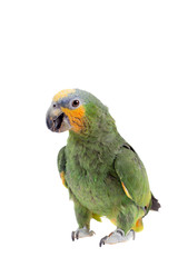 Orange-winged amazon on white background