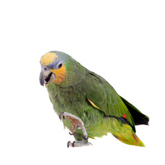 Orange-winged amazon on white background