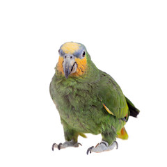 Orange-winged amazon on white background