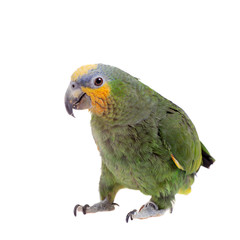 Orange-winged amazon on white background