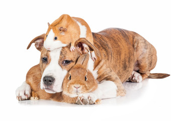 Friendship of little puppy with rabbit and guinea pig