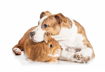 American staffordshire terrier puppy with little rabbit