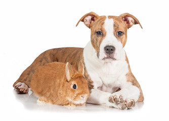 American staffordshire terrier puppy with little rabbit