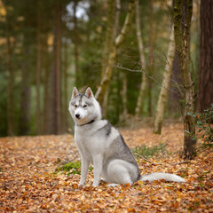 Siberian Husky