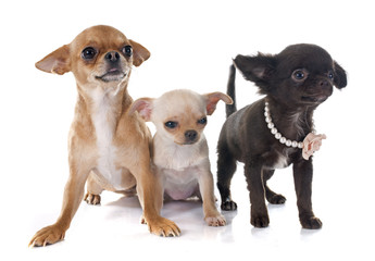 puppies chihuahua