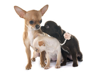 Obraz premium chihuahuas family