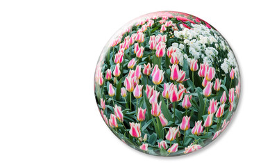 Glass sphere with red white tulips on white background