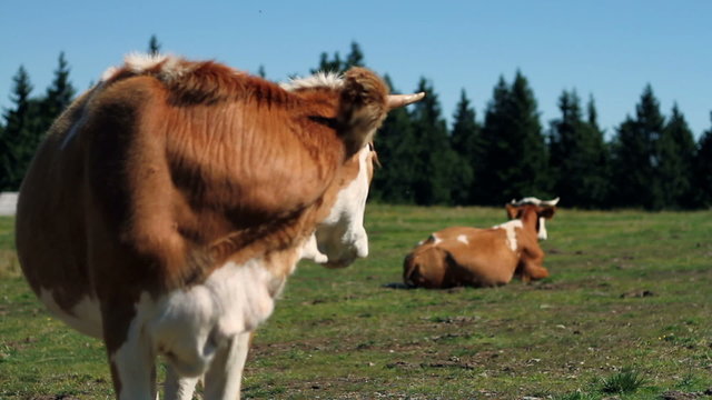HD1080p: Young woman jogging amon cows on a tableland