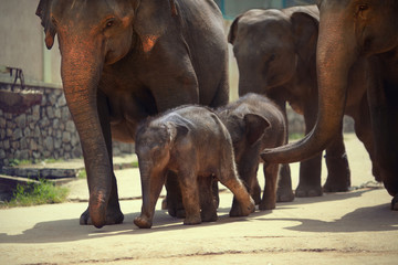Fototapeta na wymiar Adult and two baby elephant