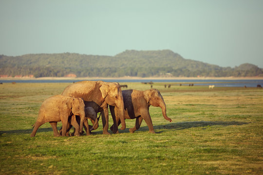 Fototapeta Elephants of all ages