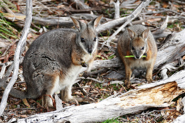 Walibies grazing in a forest