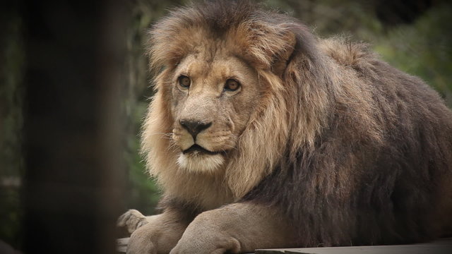 King of animals Lion, resting after great meal in captivity in zoo.