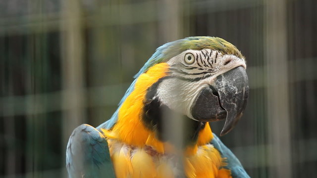 Parrot ara in Ljubljana zoo.