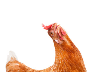 Fototapeta premium funny acting of brown female chicken hen isolated white backgrou