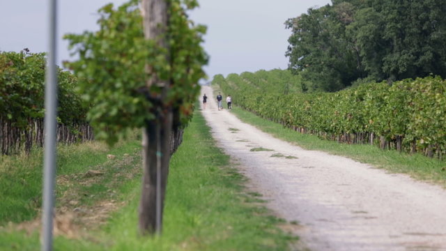 Country road with grapevines on both sides