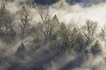 Promienie słońca padające przez mgłę w lesie - 77572725