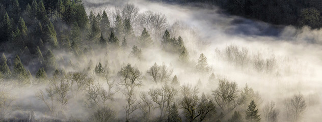 Mist rolt over bos in Oregon