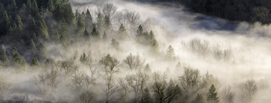 Fog Rolling Over Forest in Oregon © jpldesigns