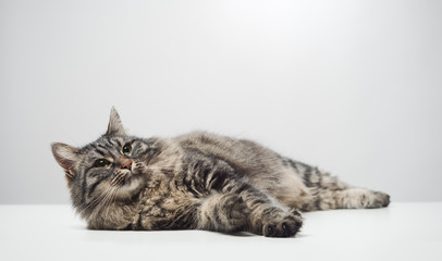 Obraz premium Lazy cat napping