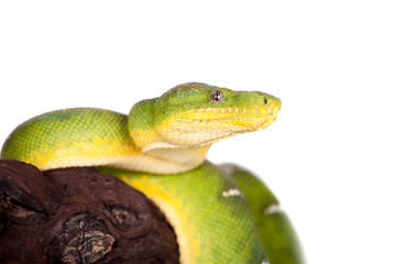 Emerald tree boa isolated on white background