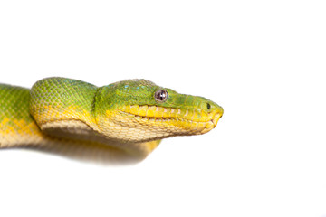Emerald tree boa isolated on white background