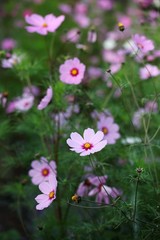 Fototapeta premium Cosmos flowers