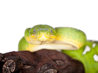 Emerald tree boa isolated on white background