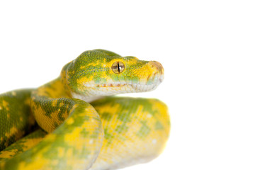 Green tree python, chondros isolated on  white
