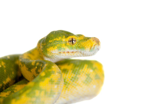 Green tree python, chondros isolated on  white