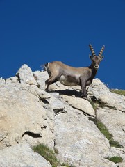 Curious young alpine ibex looking down