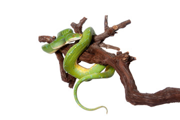 Fototapeta premium Green tree python, chondros isolated on white