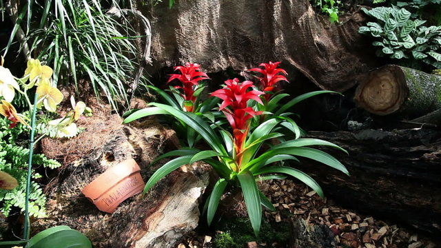 Pan shot of a rare red orchid