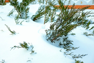 Fir tree branches covered with snow on park background