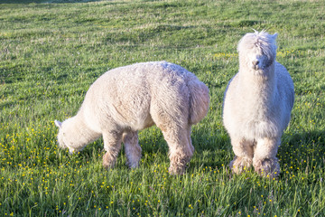 Fototapeta premium alpaca portrait
