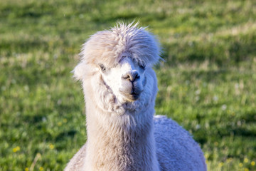alpaca portrait