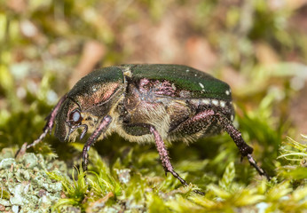 Noble chafer, Gnorimus nobilis