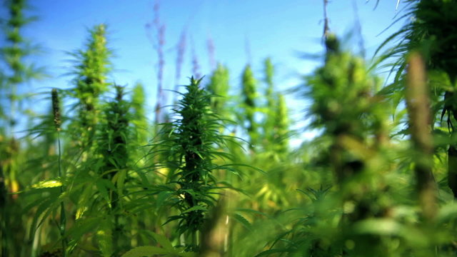 Moving through hemp field