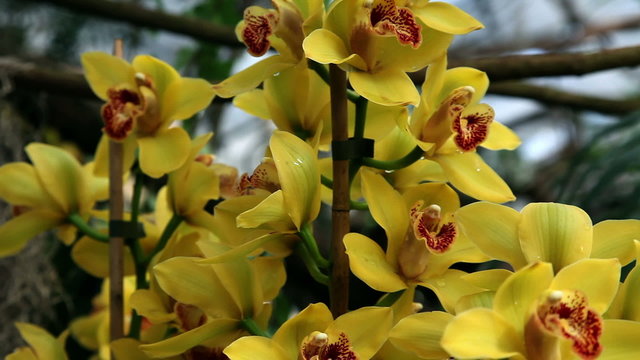 Beautiful yellow orchid's blossom